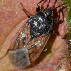Drymus sylvaticus